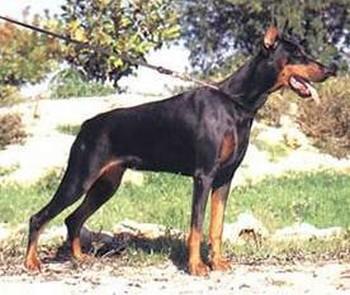 Fama de Forcall | Black Doberman Pinscher