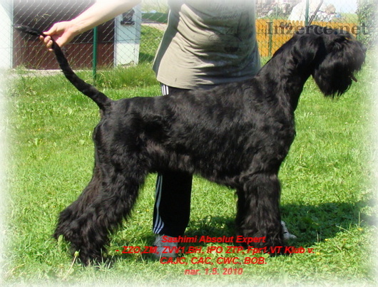 Sashimi Absolut Expert | Giant Schnauzer 