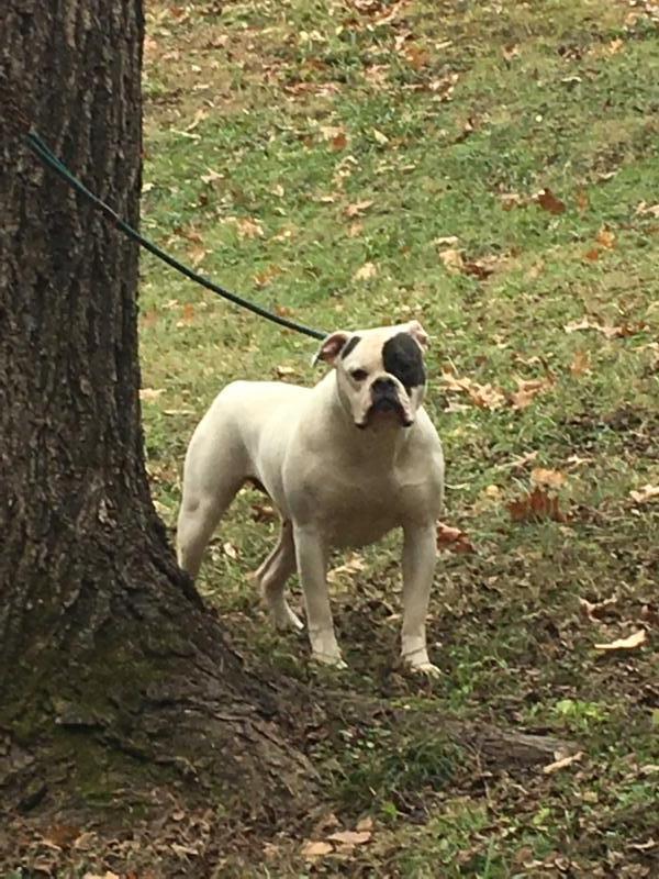 Dailey's Caledonia | American Bulldog 