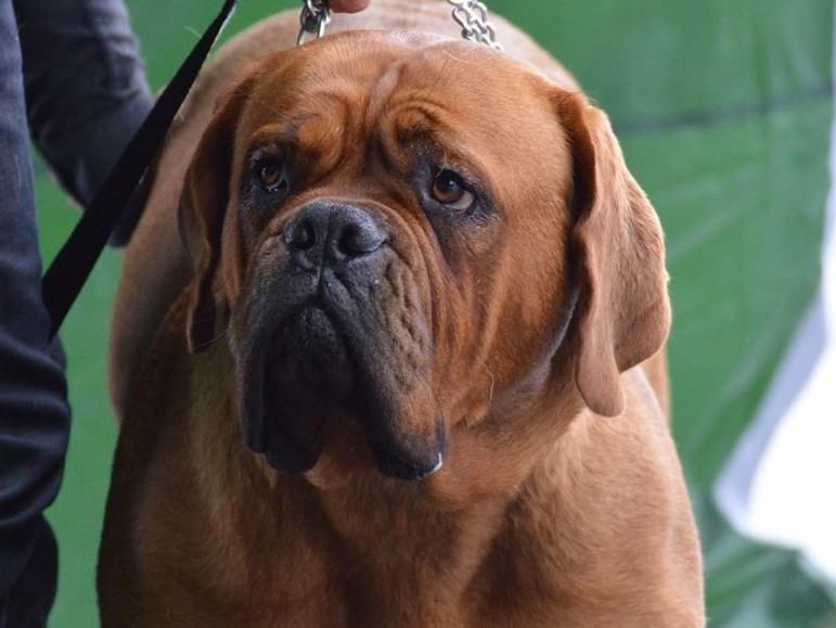 Mam'zelle N'aya Dogue Force One | Dogue de Bordeaux 