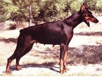 Erka de Pertierra | Black Doberman Pinscher