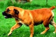 Marvell Zena | African Boerboel 