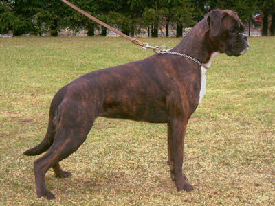 Domino vom Elisabeth-Brunnen | Boxer 