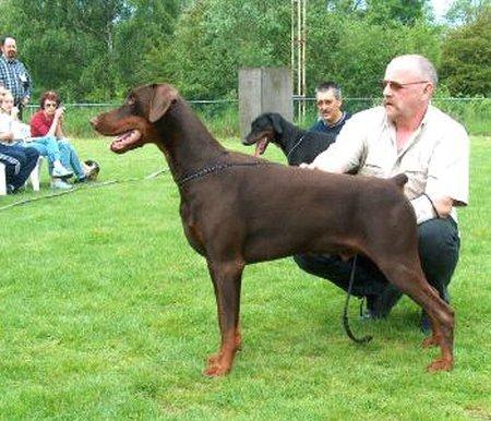 Ken-Ti's Conan | Brown Doberman Pinscher