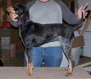 Mohawk Creek Blue Daisy | Bluetick Coonhound 