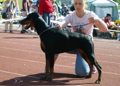 Remijaguare Barbarella | Black Doberman Pinscher