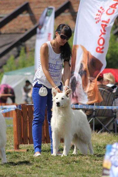 SVYATAYA ALFEYA ACHESTITI TAN | White Swiss Shepherd Dog 