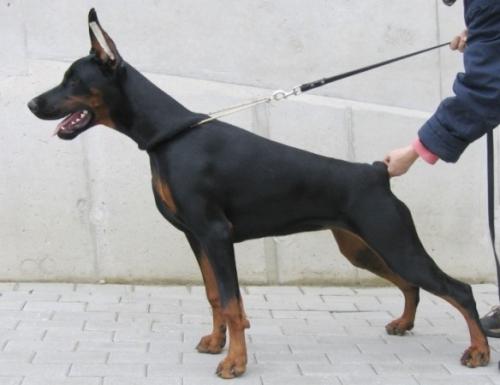 Remijaguare Baltic Black Pearl | Black Doberman Pinscher