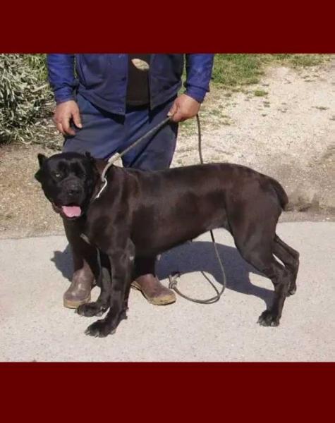 Pantera di Castrignano | Cane Corso 