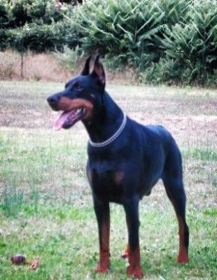 Nex di Campovalano (LO0831599) | Black Doberman Pinscher