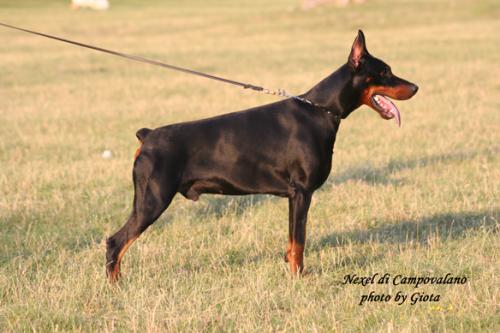 Nexel di Campovalano | Black Doberman Pinscher