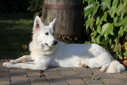 Cho Choban It Ljocht Fan Shiva | White Swiss Shepherd Dog 