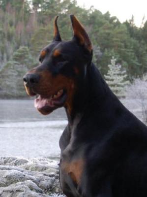 Simon Betelges | Black Doberman Pinscher