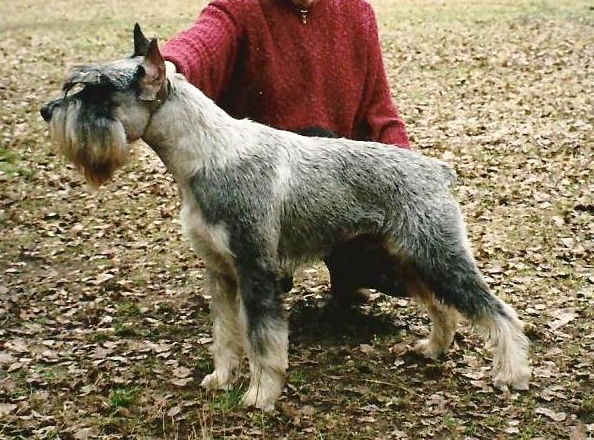 Diskant Peiran | Standard Schnauzer 