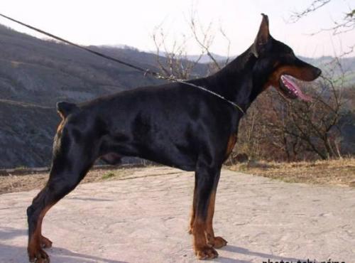 Andres Crockett del Citone | Black Doberman Pinscher