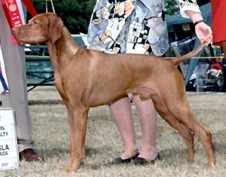 Bajnok Dances With Falcons | Hungarian Vizsla 