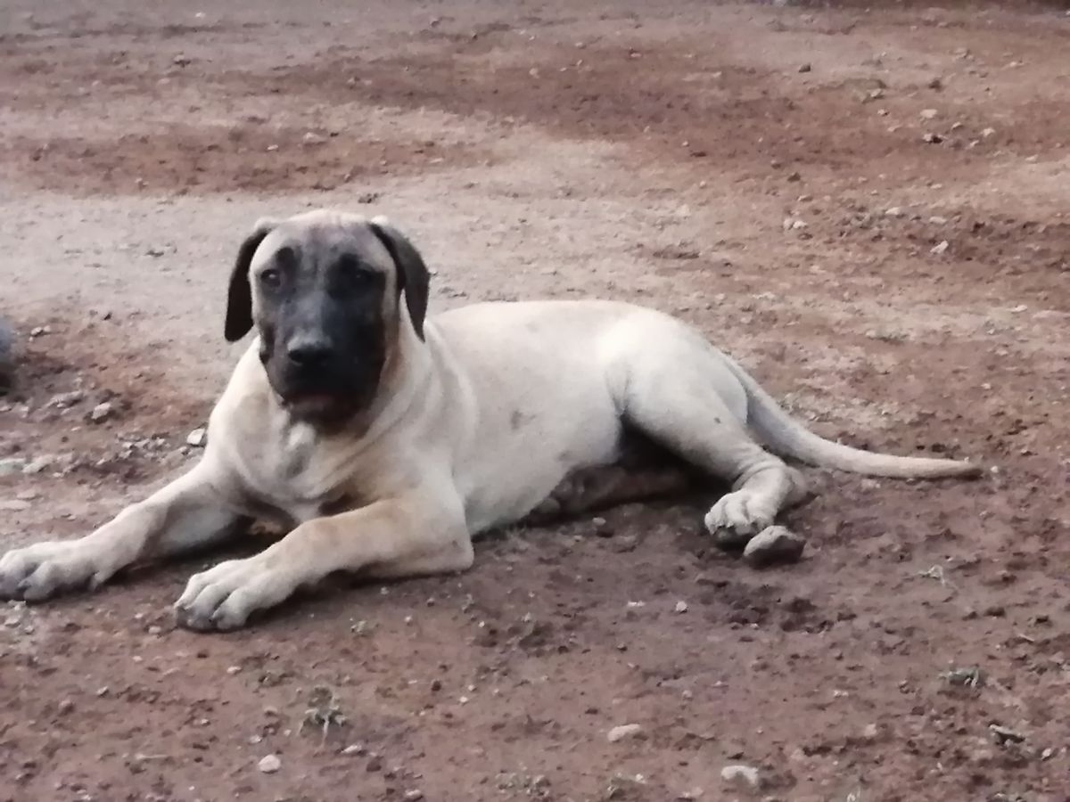 BOYKA EL PRESA LEGEND | Perro de Presa Canario 