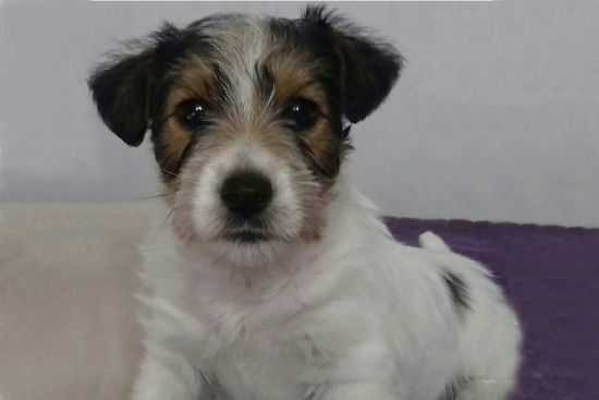 FRODO Qualarumpur | Jack Russell Terrier 