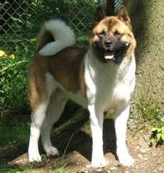 Novo-Dia's Raging Red Baron | Akita 