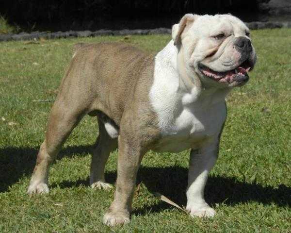 What A Mug Blue Suede | Olde English Bulldogge 