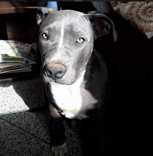 OVERHEAD SNATCH P.H.R.A. | American Staffordshire Terrier 