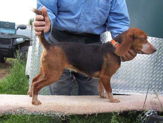 Scrogham's Blue Penny | Beagle 