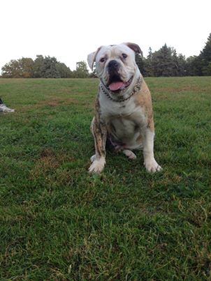 Gangsta's Bulldogs Pokerface | Olde English Bulldogge 