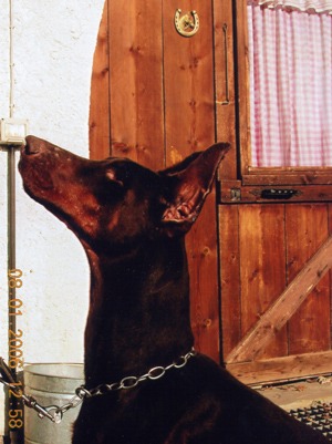 Querida Quincy del Citone | Black Doberman Pinscher