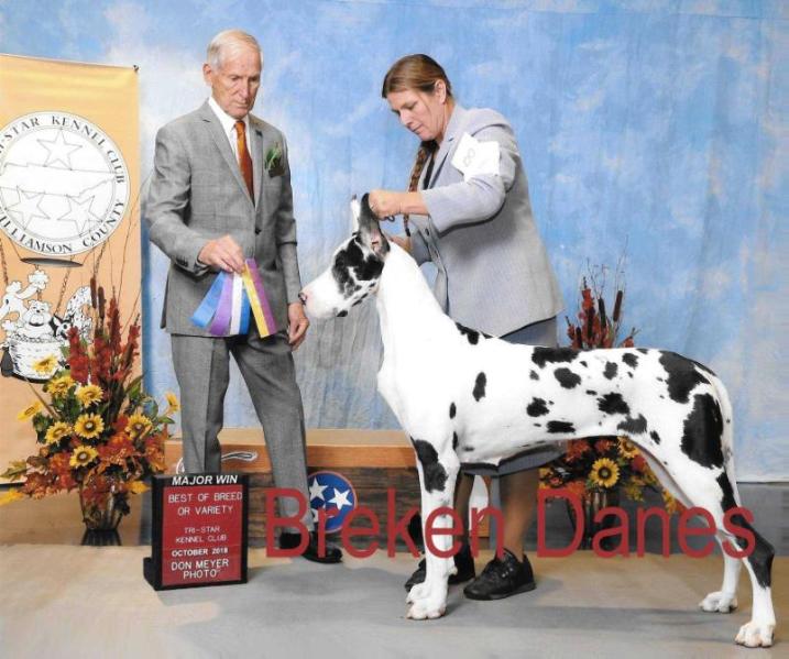 RHGD Pretty Little Prankster | Great Dane 