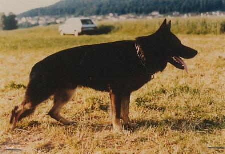 Erol vom Körbelbach | German Shepherd Dog 