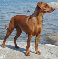 Lilla Enebys PILLAR | German Pinscher 