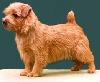 Allright Yukon Trouble | Norfolk Terrier 