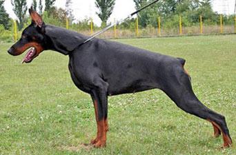 Britt Best of Island | Black Doberman Pinscher