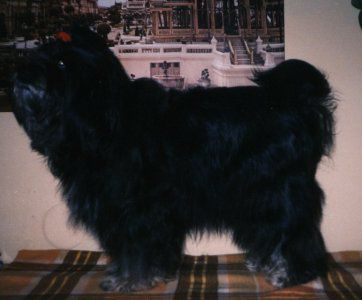 FELICITA BAMBABIBI | Tibetan Terrier 