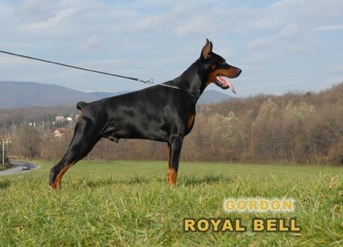 Gordon Royal Bell | Black Doberman Pinscher