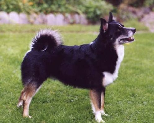 Tyri vom Schloß Neubronn | Icelandic Sheepdog 