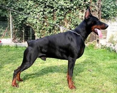 Desert Storm di Baia Nera | Black Doberman Pinscher