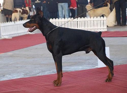 Enzo Best of Island | Black Doberman Pinscher