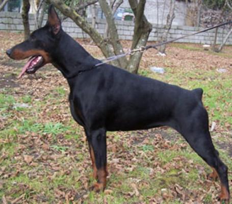 Elecktra (LO0465387) | Black Doberman Pinscher