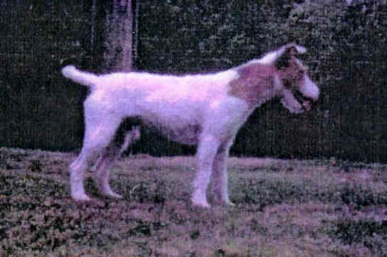 Sayner's Digger | Parson Russell Terrier 