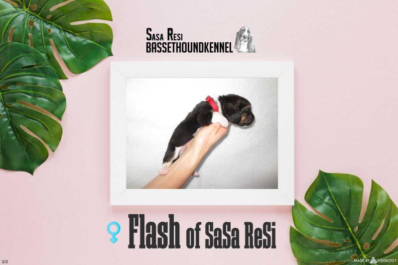 Flash of Sasa Resi | Basset Hound 