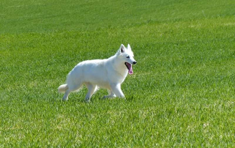 BRIGITTE BARDOT | White Swiss Shepherd Dog 