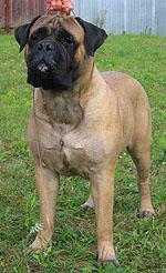 Tinkirvel Ambaris | Bullmastiff 