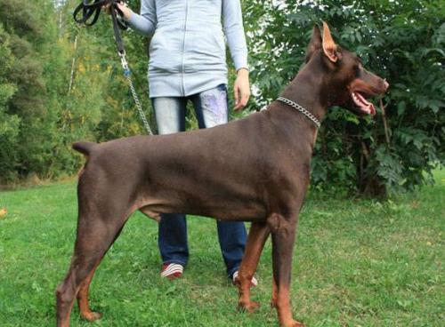 Santa Julf Kapuchino | Brown Doberman Pinscher