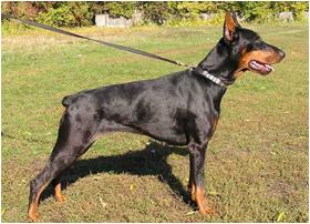 Inborn Fortuna Viscountess Van Victory | Black Doberman Pinscher