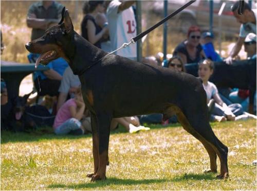 Inborn Fortuna Apollon | Black Doberman Pinscher