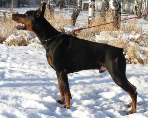 Inborn Fortuna Alkasar | Black Doberman Pinscher