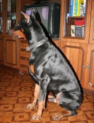 Inborn Fortuna Armani | Black Doberman Pinscher