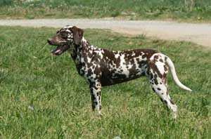 Mountainview Muddy Pawed Sabrina | Dalmatian 