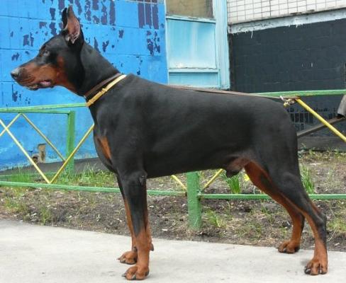 Inborn Fortuna Atlant | Black Doberman Pinscher